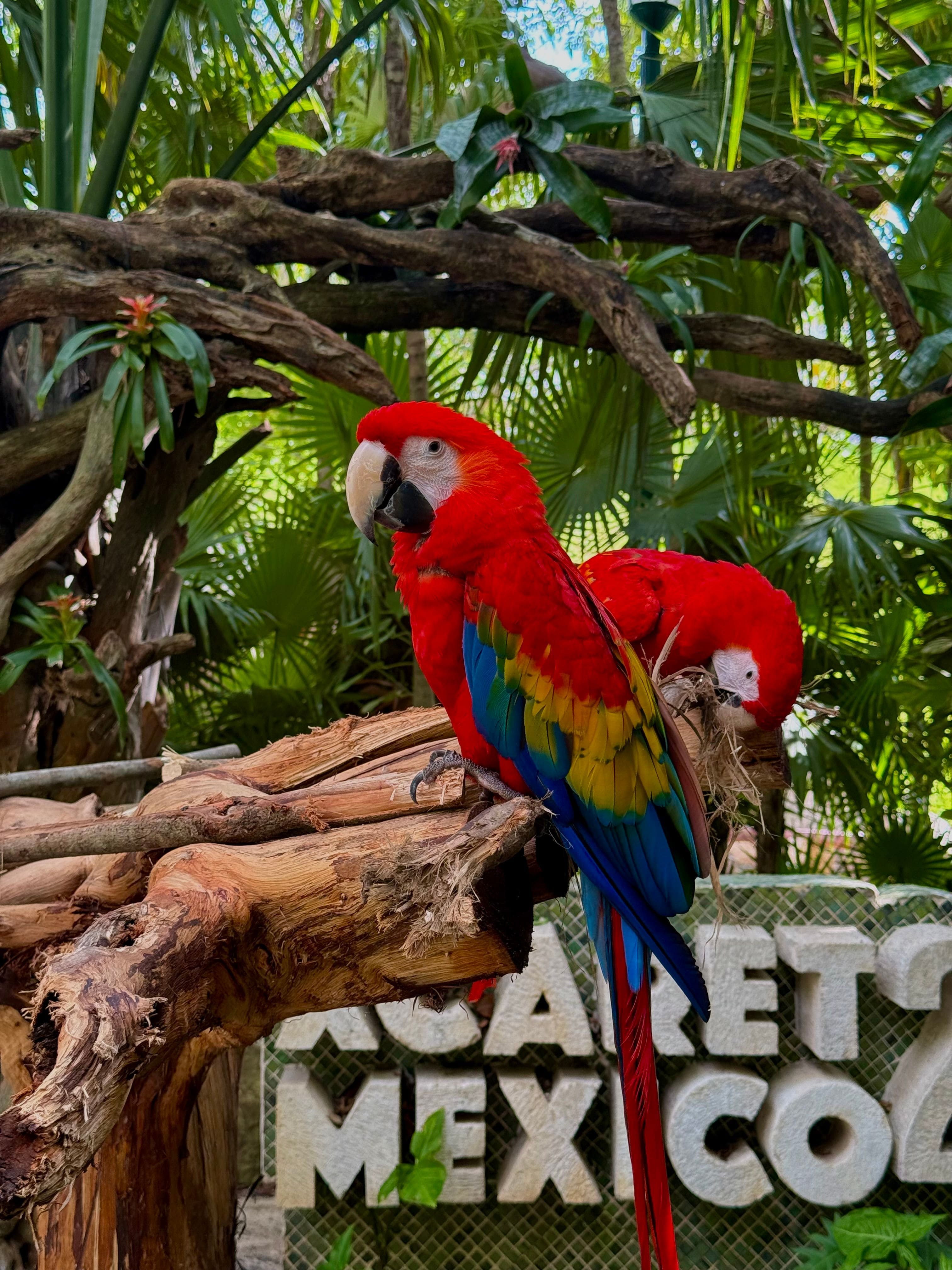 Parque Xcaret, naturaleza y cultura en Quintana Roo